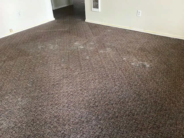Deep Clean Carpet Cleaners