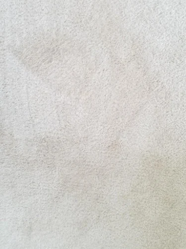 EverLush Cleaning Services