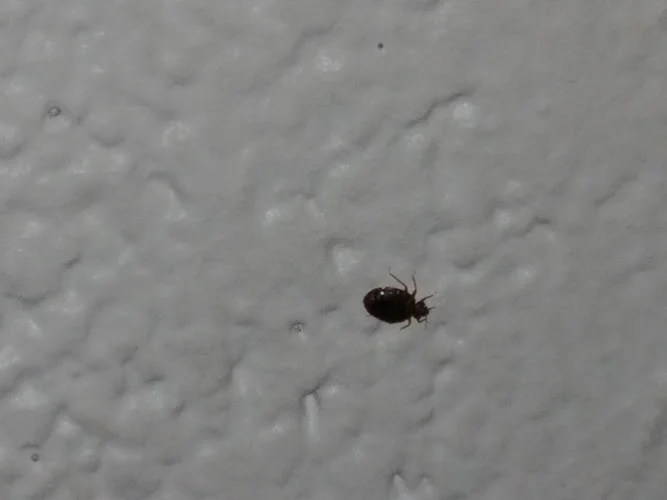 Uinta Pest Solutions - Clearfield