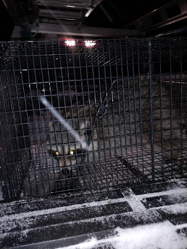 Upstate NY Wildlife Control